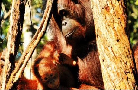 Mengunjungi Habitat Orangutan dan Misteri Sungai Merah