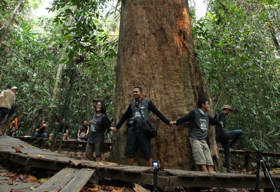 Pohon Ulin “Millenium” dari Sangkima